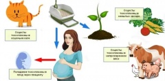 Токсоплазмоз при беременности: симптомы 